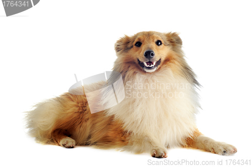 Image of shetland dog