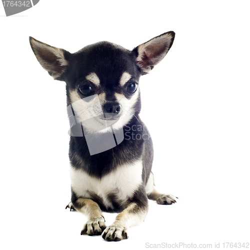 Image of puppy chihuahua