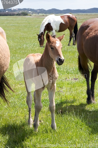 Image of Young Horse