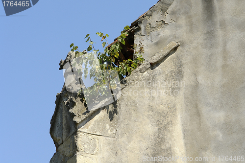 Image of wall and shrub