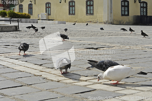 Image of doves on marketplace