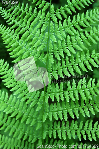 Image of Fern background           