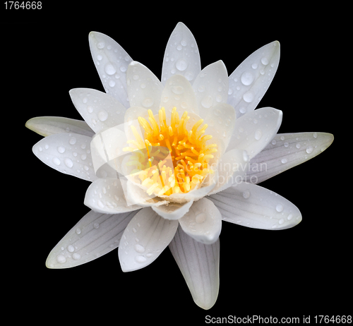 Image of Victoria amazonica, water lilie