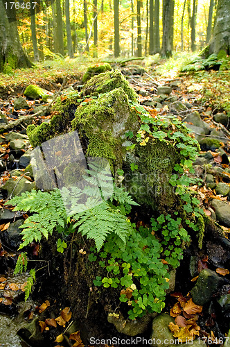 Image of Weathered tree stump 01