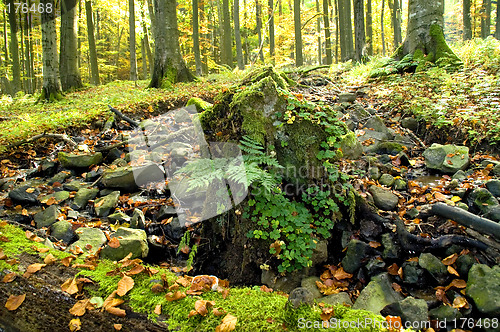 Image of Weathered tree stump 02