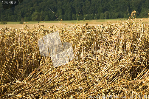 Image of Wheat field