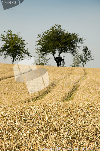 Image of Wheat field