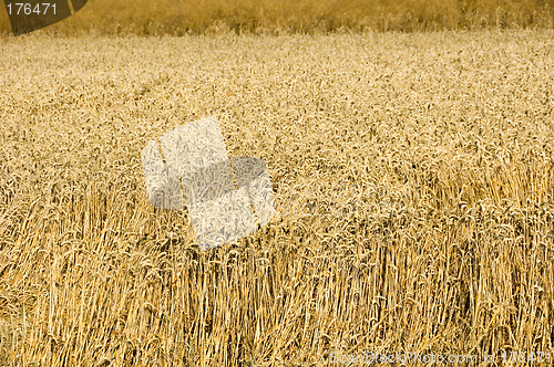 Image of Wheat field