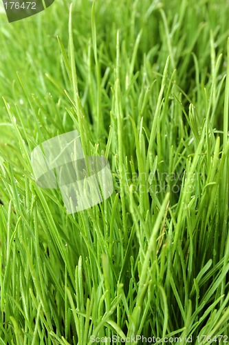 Image of Fresh Green Grass