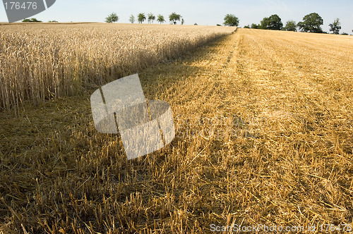 Image of Stubble