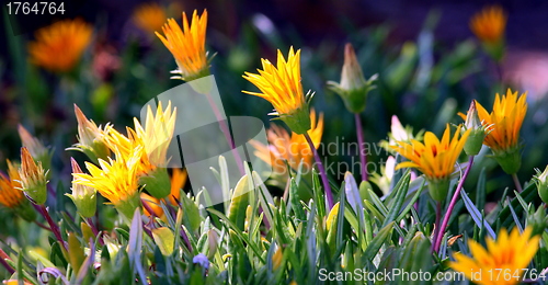 Image of Ice Plant