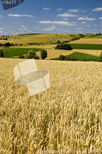Image of Wheat fields