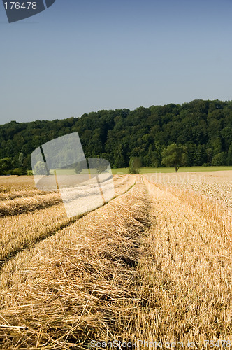 Image of Wheat harvest