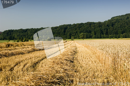 Image of Wheat harvest