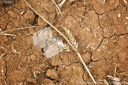 Image of Drought