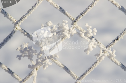 Image of Frozen panicle