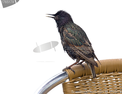 Image of  Starling