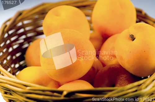 Image of Apricot