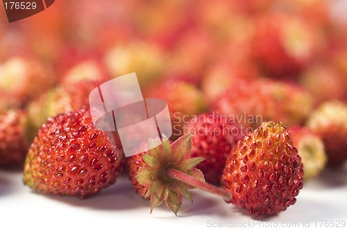 Image of Wild strawberry