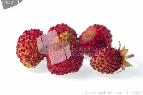 Image of Wild strawberry