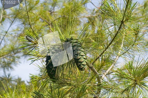 Image of Green cone