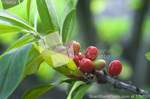 Image of Red berry