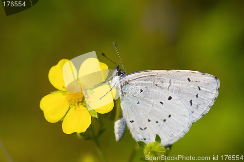 Image of Butterfly