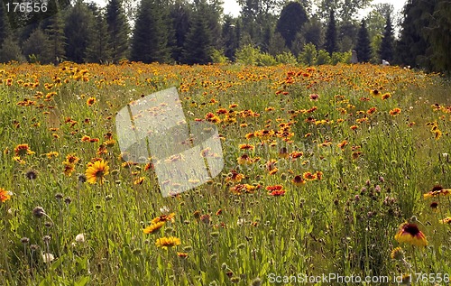 Image of Meadow