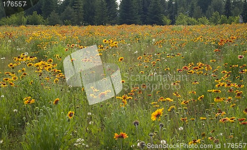 Image of Meadows