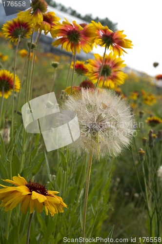 Image of Flower on sky