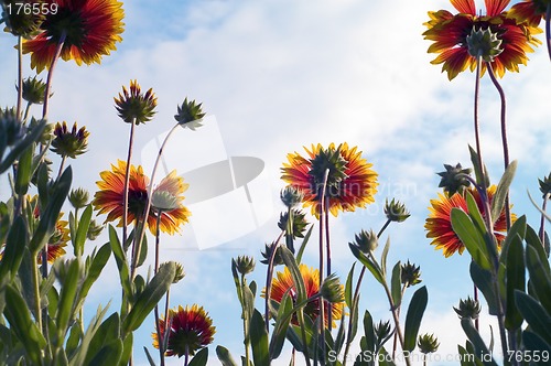 Image of Flower in sky