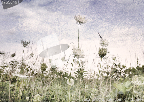 Image of Wild Flowers And Grass