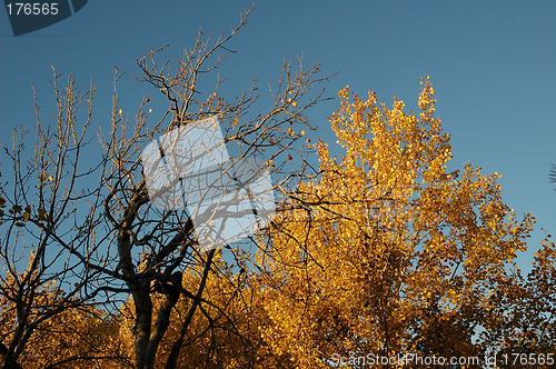 Image of autumn trees
