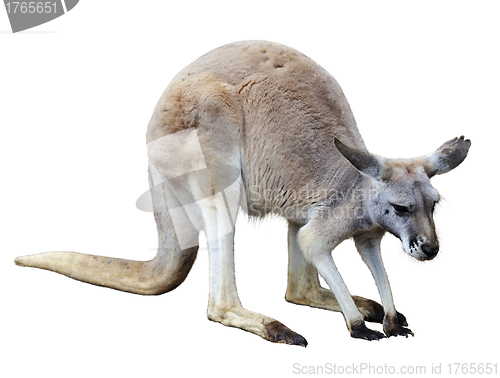 Image of Kangaroo