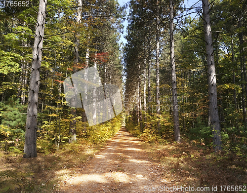 Image of Path Through Pine Trees