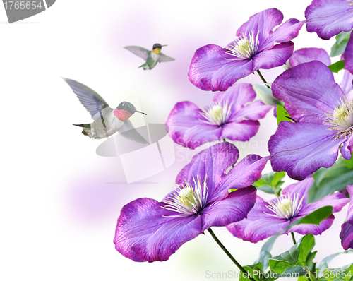 Image of Flowers And Hummingbirds
