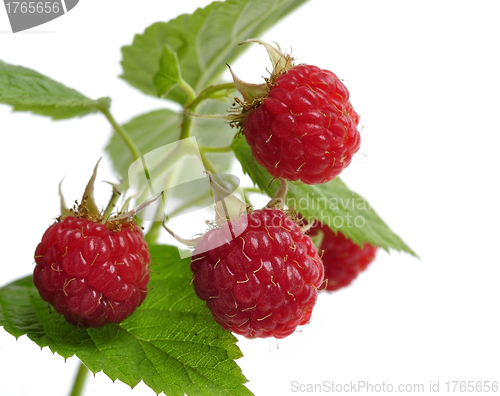 Image of Fresh Raspberry