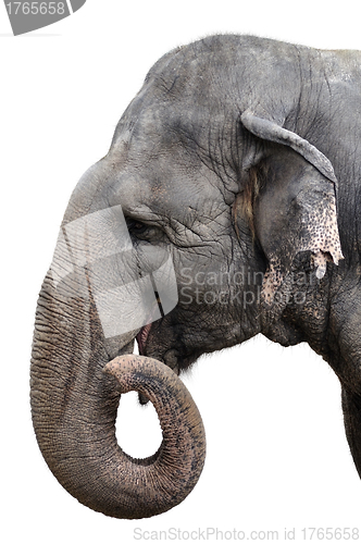 Image of Elephant Portrait