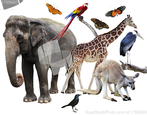 Image of Animals Collage