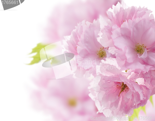 Image of Almond Tree Flowers