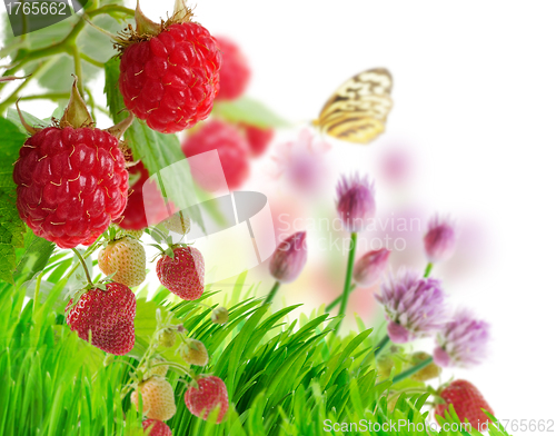 Image of Berries And Grass