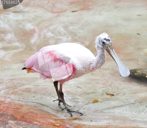 Image of Roseate Spoonbill