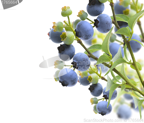 Image of Blueberries