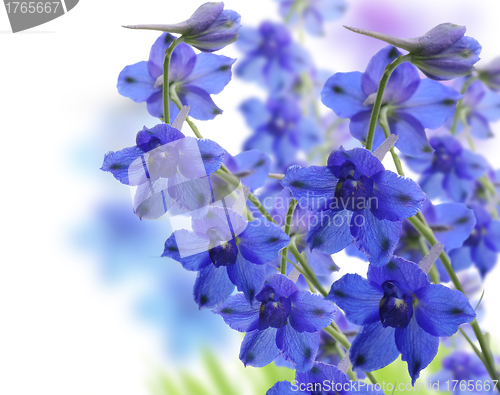 Image of Delphinium Flowers 