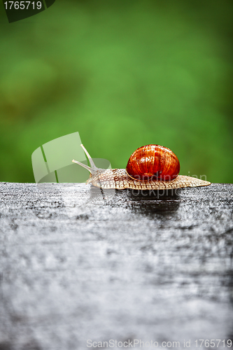 Image of Snail crawling