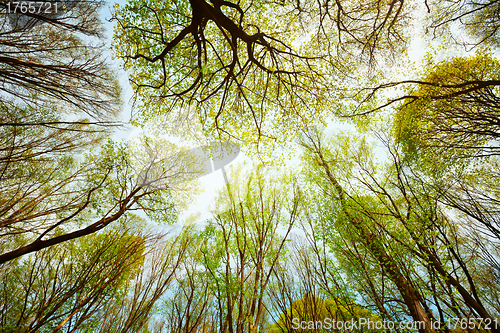 Image of Trees in the forest - leaves against the sky