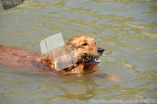 Image of Swimming dog