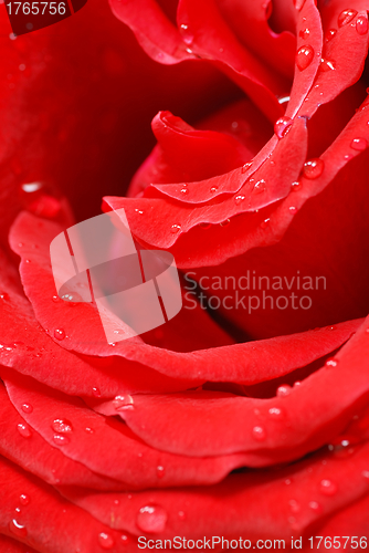 Image of Red rose petals