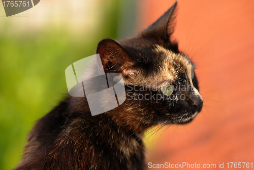 Image of Black cat portrait