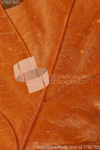 Image of Brown autumn leaf texture
